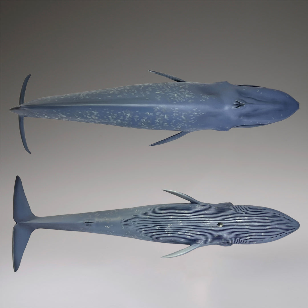 シロナガスクジラ 国立科学博物館 常設展（屋外展示）