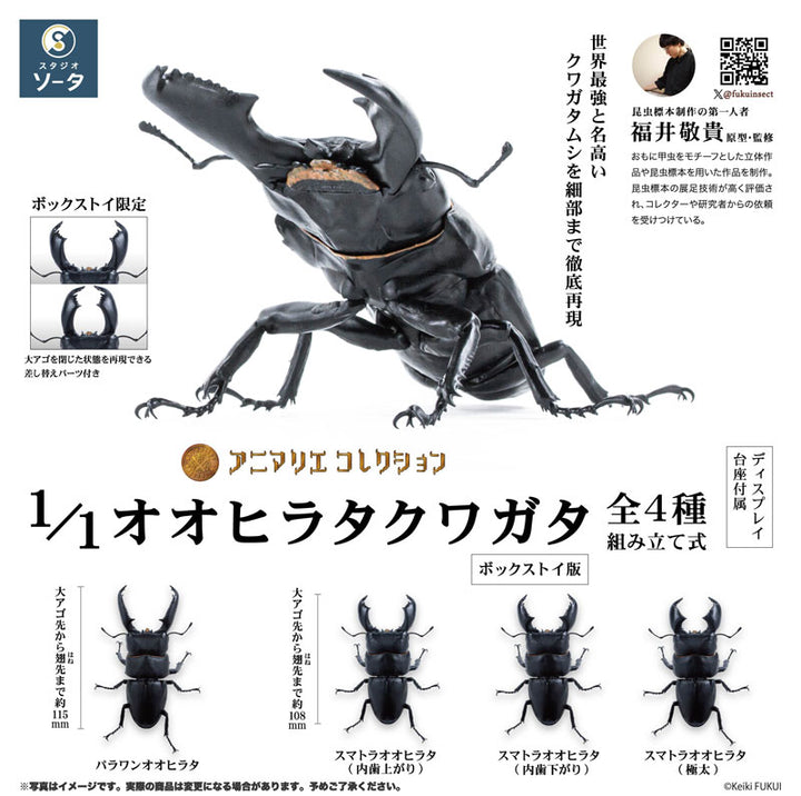 【再販】[BOX販売]アニマリエコレクション オオヒラタクワガタ -4個入りBOX-