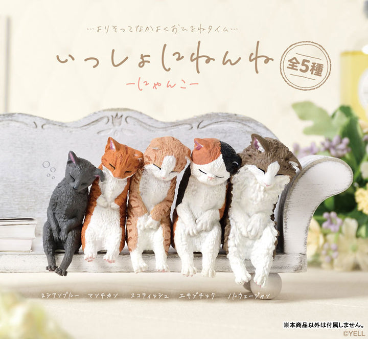 [BOX販売]いっしょにねんね　にゃんこ