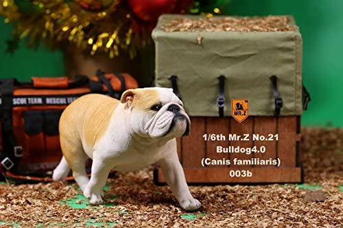 003 1/6 イングリッシュブルドッグ ネープルスイエロー フィギュア
